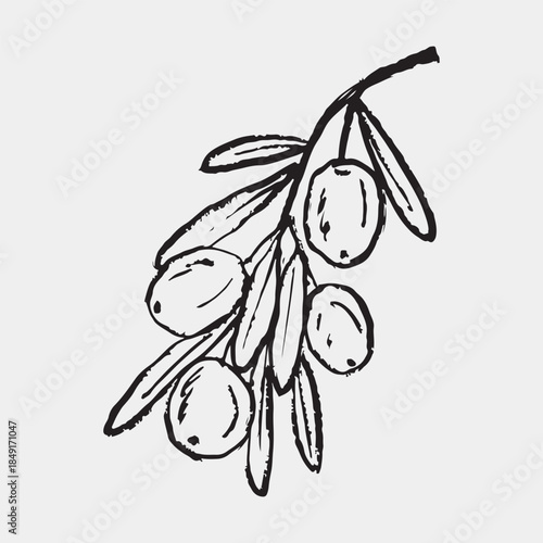 Hand drawn olive tree branch with olives in black. Retro style plant drawing. Italian, Greece cuisine element. Vector sketch illustration in vintage crayon charcoal style.