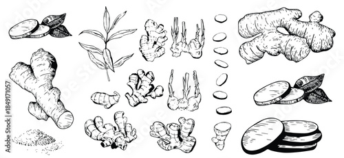 A large set of ginger spice plants illustrated in a hand-drawn vintage painting style. Great for labels, banners, and stock illustration use.