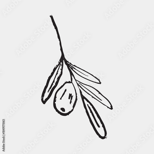 Hand drawn olive branch with single fruit and elongated leaves. Vector sketch illustration in vintage crayon charcoal style. Ideal for Mediterranean or botanical designs