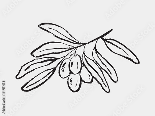 Hand drawn olive branch with single fruit and elongated leaves. Ideal for Mediterranean or botanical designs. Vector sketch illustration in vintage crayon charcoal style.