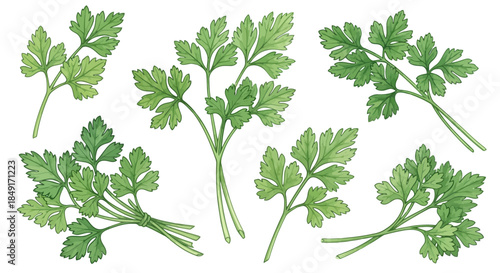 Fresh green parsley sprigs and bunches illustrated in a vibrant watercolor style Vector