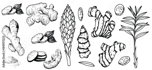A large set of ginger spice plants illustrated in a hand-drawn vintage painting style. Great for labels, banners, and stock illustration use.