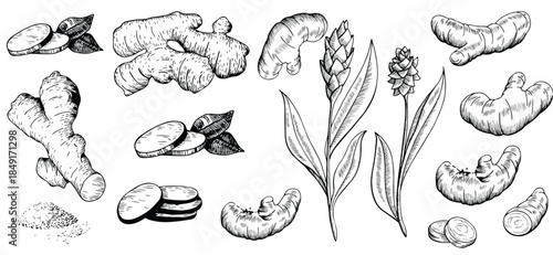 A large set of ginger spice plants illustrated in a hand-drawn vintage painting style. Great for labels, banners, and stock illustration use.