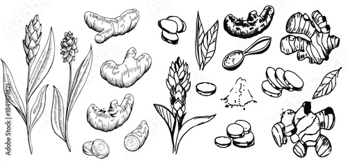 A large set of ginger spice plants illustrated in a hand-drawn vintage painting style. Great for labels, banners, and stock illustration use.