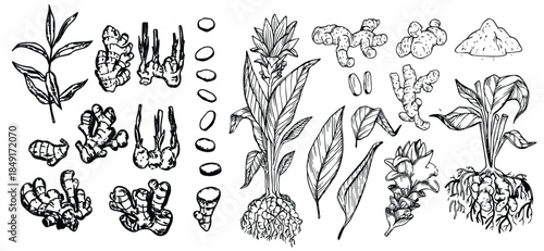 A large set of ginger spice plants illustrated in a hand-drawn vintage painting style. Great for labels, banners, and stock illustration use.