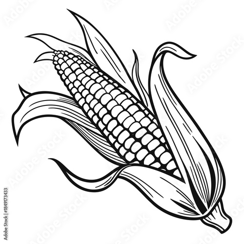 Illustrated ear of corn