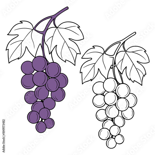 Illustration of purple and white grapes