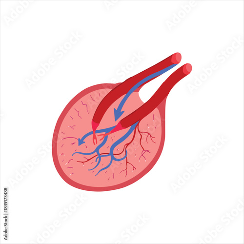 Illustration of blood vessels in a human liver organ