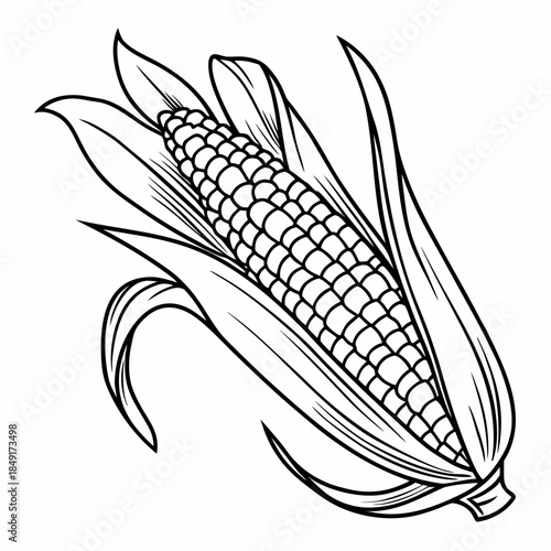 Illustrated ear of corn