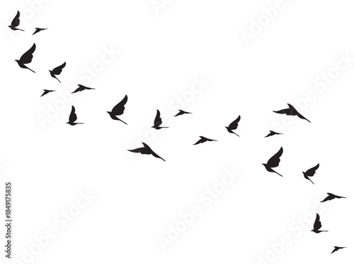 silhouette of flying birds, flock of seagulls