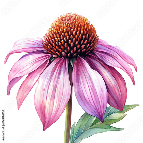 Coneflower Flower, delicate painting watercolor vector with vivid brush accents, isolated on a white background.