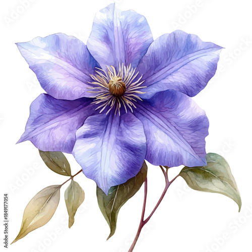 Clematis Flower, graceful vector watercolor painting with soft flowing strokes and subtle highlights, isolated on a white background.