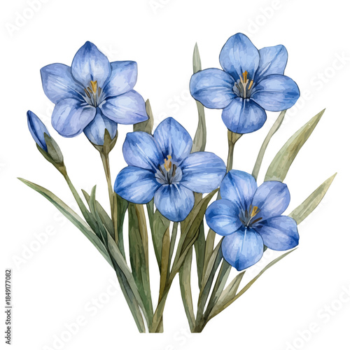 Chionodoxa Flower, elegant watercolor vector painting with refined details, isolated on a white background.