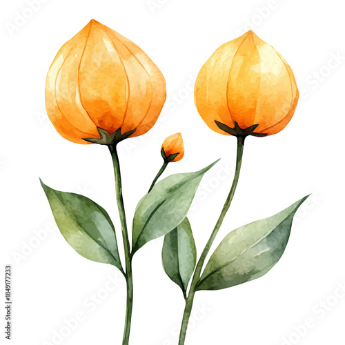 Chinese Lantern Flower, graceful vector watercolor painting with soft flowing strokes and subtle highlights, isolated on a white background.