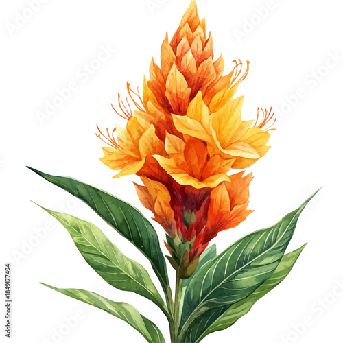Celosia Flower, delicate painting watercolor vector with vivid brush accents, isolated on a white background.