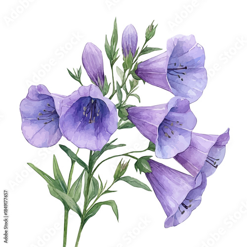 Canterbury Bells Flower, vibrant painting vector in watercolor style with playful brushwork and lively colors, isolated on a white background.
