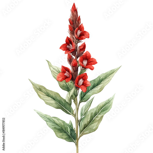 Cardinal Flower, graceful vector watercolor painting with soft flowing strokes and subtle highlights, isolated on a white background.