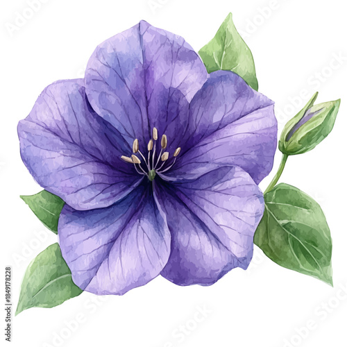 Browallia Flower, vibrant painting vector in watercolor style with playful brushwork and lively colors, isolated on a white background.