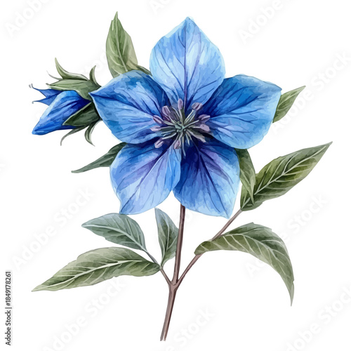 Borage Flower, vibrant painting vector in watercolor style with playful brushwork and lively colors, isolated on a white background.