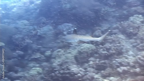 Wallpaper Mural Observe a shark elegantly swimming through a vibrant coral reef ecosystem. Captured in the waters of Indonesia and Papua New Guinea, showcasing the biodiversity of the region. Torontodigital.ca