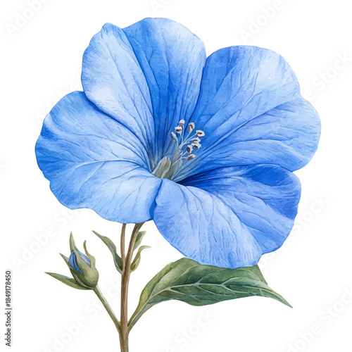 Bluestar Flower, vibrant painting vector in watercolor style with playful brushwork and lively colors, isolated on a white background.