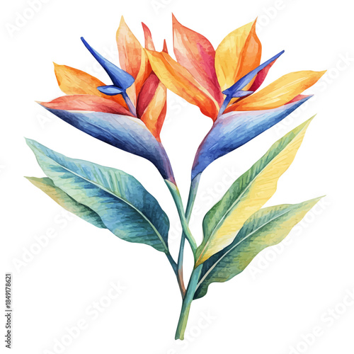 Bird Of Paradise Flower, delicate painting watercolor vector with vivid brush accents, isolated on a white background.