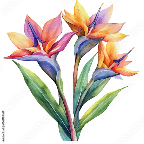 Bird Of Paradise Flower, delicate painting watercolor vector with vivid brush accents, isolated on a white background.
