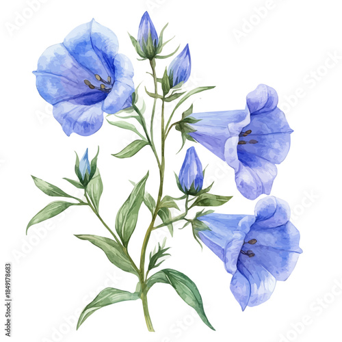 Bellflower Flower, delicate painting watercolor vector with vivid brush accents, isolated on a white background.