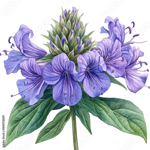 Bee Balm Flower, elegant watercolor vector painting with refined details, isolated on a white background.