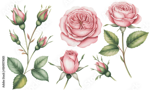 Hand painted blooming pink rose flowers and buds with gentle green foliage.