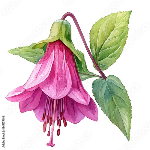 Balsam Flower, delicate painting watercolor vector with vivid brush accents, isolated on a white background.