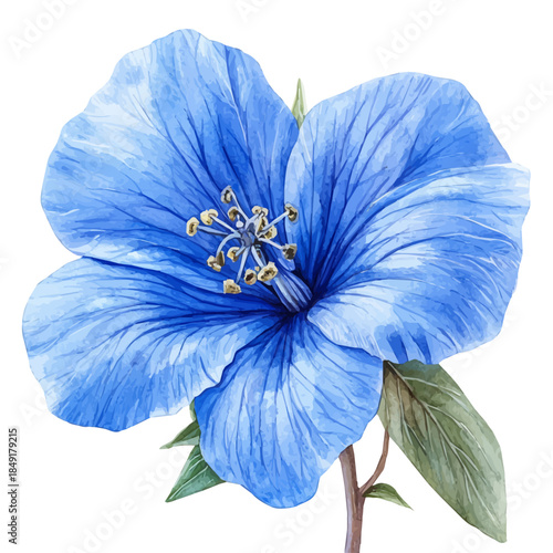 Balloon Flower, graceful vector watercolor painting with soft flowing strokes and subtle highlights, isolated on a white background.