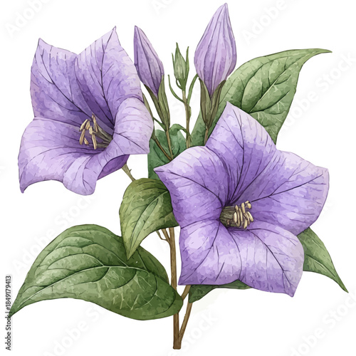 Balloon Flower, delicate painting watercolor vector with vivid brush accents, isolated on a white background.