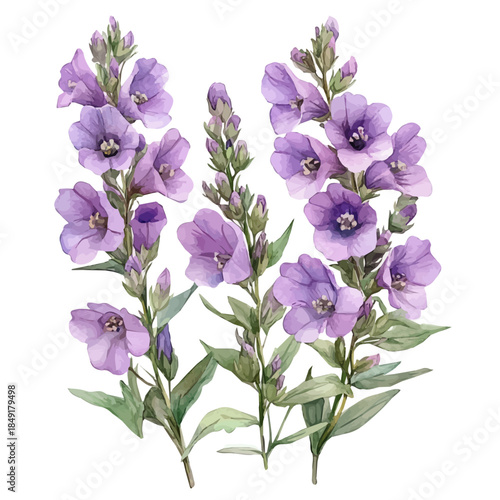 Angelonia Flower, delicate painting watercolor vector with vivid brush accents, isolated on a white background.