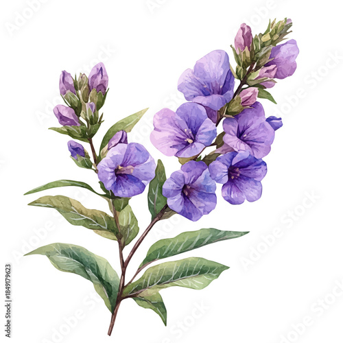 Angelonia Flower, delicate painting watercolor vector with vivid brush accents, isolated on a white background.