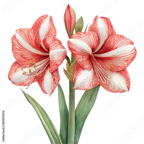 Amaryllis Flower, elegant watercolor vector painting with refined details, isolated on a white background.