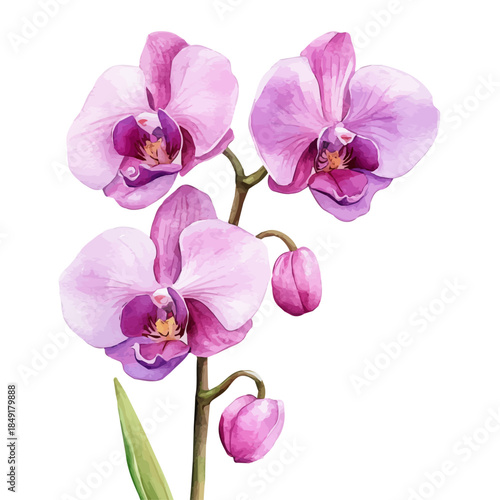watercolor of Orchid Flower draw, isolated on a white background.
