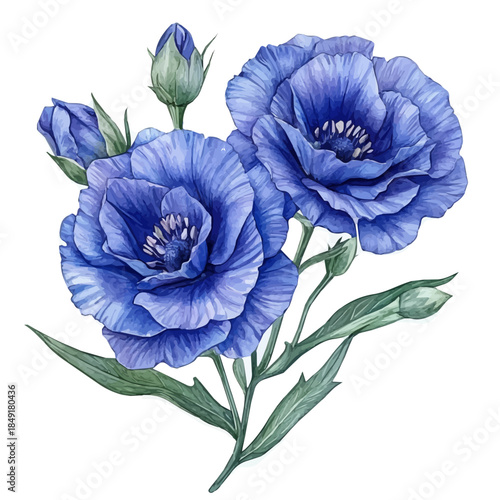 Lisianthus Flower, delicate painting watercolor vector with vivid brush accents, isolated on a white background.