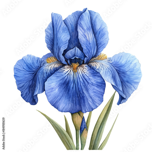 Iris Flower, delicate painting watercolor vector with vivid brush accents, isolated on a white background.