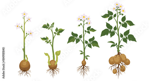 Botanical illustration set showing the four main growth stages of a potato plant, from sprouting tuber to a flowering, mature plant.
