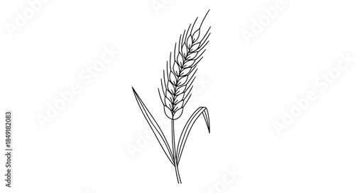 Simple black and white line art drawing of a single stalk of wheat or barley, representing agriculture, harvest, and nature.