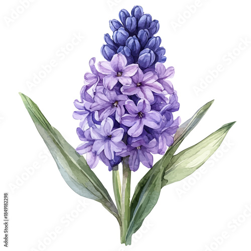 Hyacinth Flower, delicate painting watercolor vector with vivid brush accents, isolated on a white background.