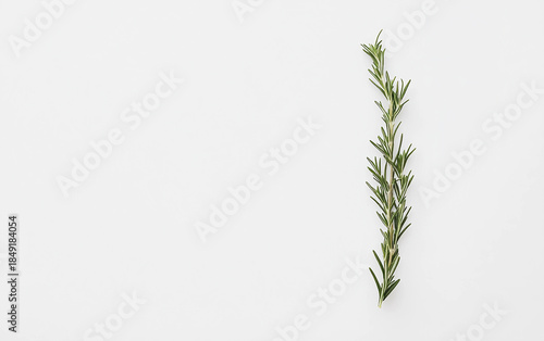 Single Rosemary for Memory and Tribute Isolated On White Background.