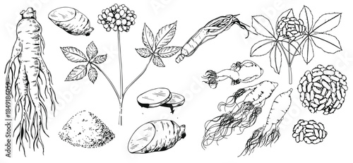 Set of hand drawn wild ginseng root illustrated with leaves and berries, isolated on white background.educational materials, 