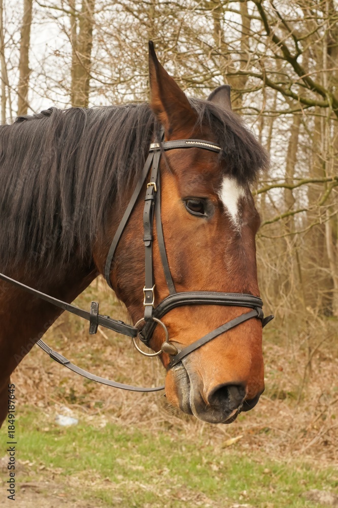 Obraz premium A brown horse with a black bridle stands alert, its gaze focused and ears perked, set against a muted woodland backdrop.