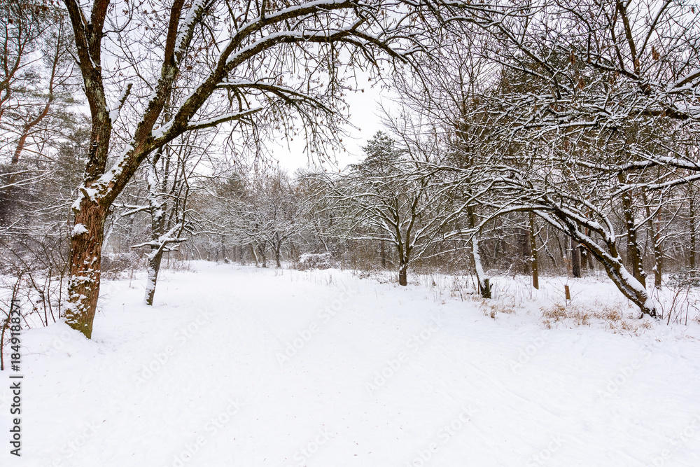 Obraz premium urban landscape of city park in winter. alley with snow covered ground. naked trees inclined branches over the path beneath an overcast sky. cold scenery for weather forecast in ukraine