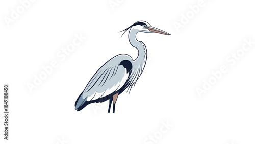 Graceful Gray Heron Bird Standing in Profile on Isolated White Background