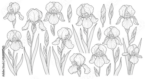 A beautiful collection of hand-drawn iris flowers, buds, and leaves in a detailed black and white vintage engraving line art style.