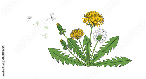 Botanical illustration of a dandelion plant showing its life cycle from bud to flower and seeds blowing away in the wind.