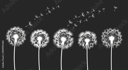 White dandelions on a black background showing the stages of seeds blowing away in the wind, symbolizing change.
